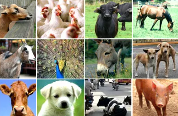 How Animal Welfare Organizations Have Made a Difference in the Last Decade