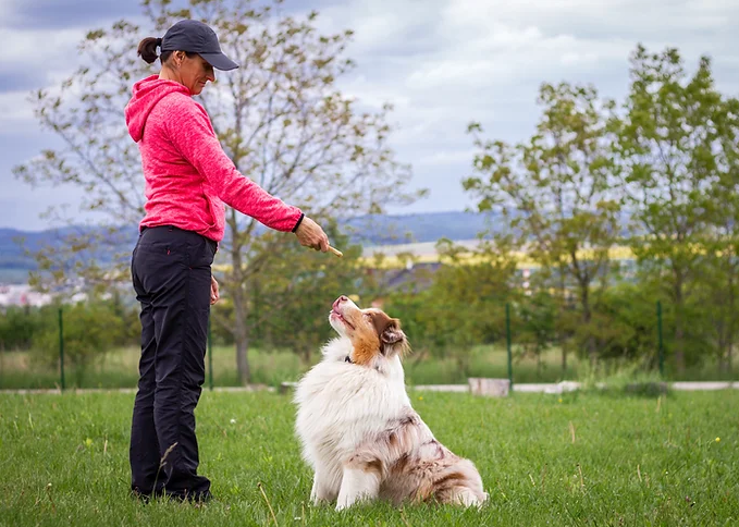 The Role of a Skilled Dog Trainer