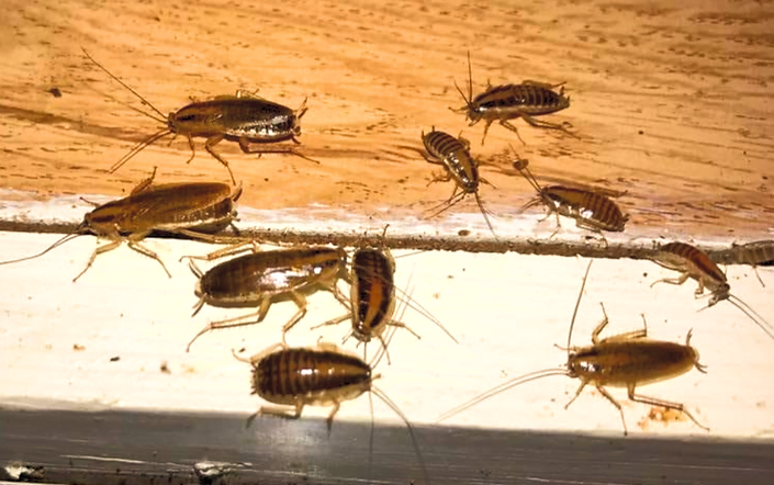 Winning the Battle with Effective Pest Control Strategies