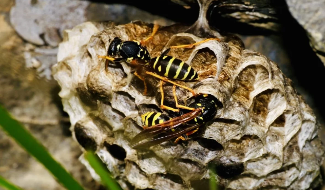 Managing Wasps and Bees the Humane Way