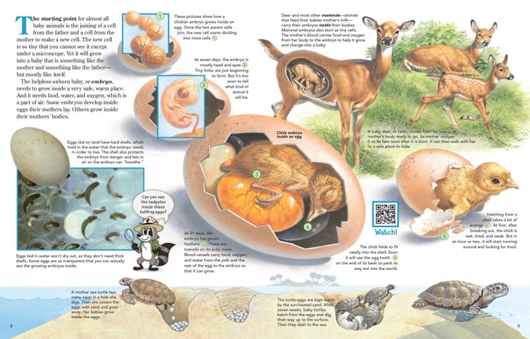 Scientific Explanation of Young Animal Development