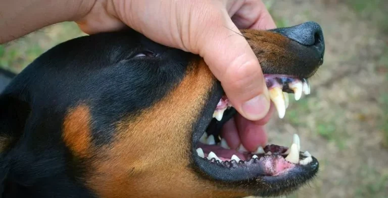 What You Need to Do Legally Right Away After a Dog Bite