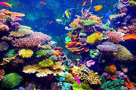 The Importance of the Coral Reefs in the UAE