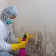 The Essentials of Mold Prevention and Remediation for Homeowners