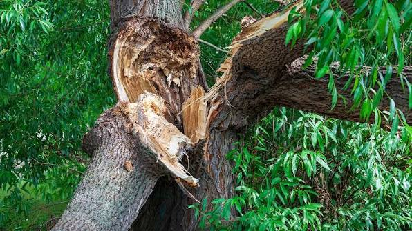 How To Spot Tree Limb Hazards Before They Become Storm Damage